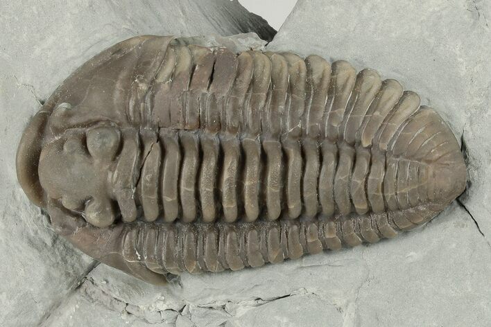 Huge, Flexicalymene Trilobite - Monroe, Ohio #203136